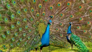 Peacock Dance Display  Peacock Opening Feather  Peacock Dance and Sound [upl. by Ihp24]