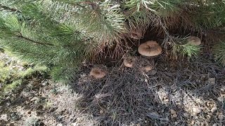 Lactarius Deliciosus  The Orange Edible Milk Mushroom  Season 2021 [upl. by Eelreveb]