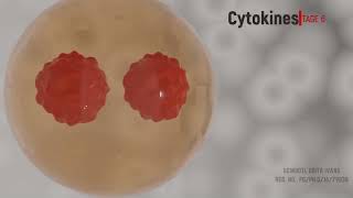 Animation video for Mitosis and Meiosis [upl. by Bonner]