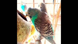 Bajrika Bird youtubeshorts birds birdsbk shortvideo [upl. by Sik589]