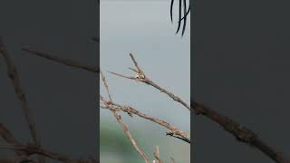 Pintailed Whydah mating with a female birdswildlife [upl. by Cody353]