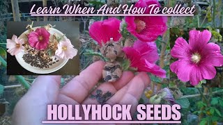 Learn When And How To Harvest Hollyhock Seeds 🌸 hollyhock seedsaving gardening flowers plants [upl. by Anaerb187]