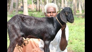 Cooking Full Goat Mutton Chukka by my Wife in My Village  Super Taste  Food Money Food [upl. by Eva]