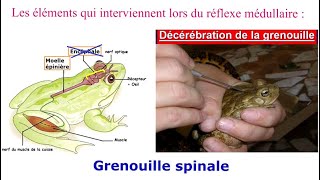 La motricité involontaire et lhygiène du système nerveux  3AC  SVT [upl. by Bush377]