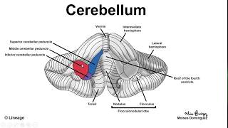 Anatomy of the cerebellum [upl. by Sholom]