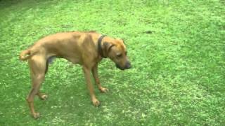 Rhodesian Ridgeback Running with Van Halen [upl. by Eenel]