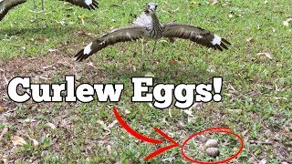 Hysterical Hissing Curlews [upl. by Hultgren935]