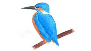 How to Draw a Kingfisher Bird Easy Kingfisher Drawing [upl. by Hauser13]