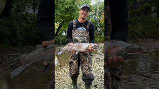 Steelhead in September steelhead fishing reels steelheadfishing streamfishing creekfishing [upl. by Babette16]