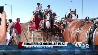 Clydesdales celebrate Rillito Park Race Tracks 75th Diamond Jubilee [upl. by Pedaiah]