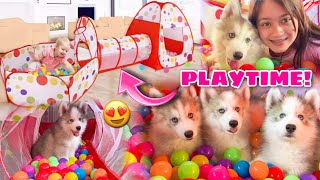 Siberian Husky Puppies Goes Crazy Over Ball Pit  500 Pieces Of Balls  Husky Pack TV [upl. by Aerdno]