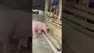 START PIG FARMING [upl. by Arvind]