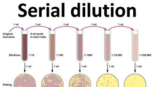 Serial dilution [upl. by Enila]