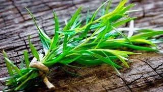 5 Amazing Health Benefits Of Tarragon [upl. by Indys595]