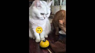 How a shy cat hardly gets treats animals new shortvideo cat [upl. by Nylac230]