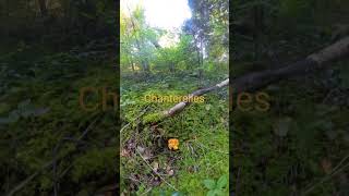 Foraging for Chanterelles [upl. by Sheng2]