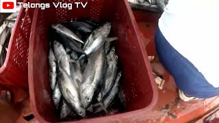 Grabe Ang Daming huli fishing fishingvideo fish viralvideo [upl. by Daniell]