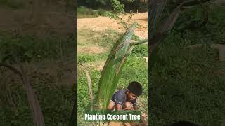 Planting A Coconut Tree [upl. by Arayc]