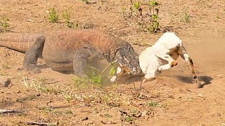 Komodo Running At Full Speed Attacking The Goat Alive [upl. by Nomor]