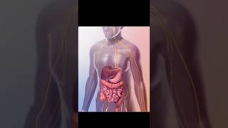 A 3D view of human Digestive system  Mechanism of digestion 3danimation biology science shorts [upl. by Cicily]