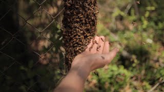 Beekeeping in Pajamas  DO NOT DO THIS  NOT A GOOD IDEA [upl. by Hteb]