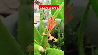 Elovera ke phool amazingfacts chanakyagyan shining vlogs🥹🥹🥹🥹🥹🥹 [upl. by Landsman]