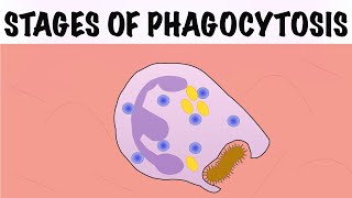 STAGES OF PHAGOCYTOSIS [upl. by Haram]