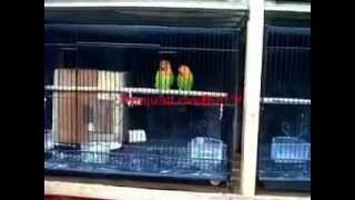 Kandang Peternakan LoveBird [upl. by Ramar]