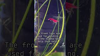 freshwater neocaridina neocaridinashrimp shrimp aquarium plantedtank [upl. by Noteloc545]