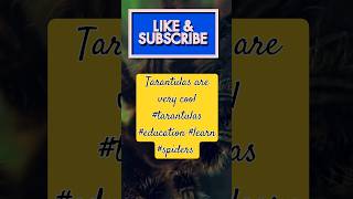 Tarantulas Natures Most Incredible Creatures tarantulas education learn spiders [upl. by Aicella9]