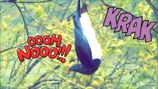 Drunk New Zealand native Pigeon the Kereru drunkbird intoxicated [upl. by Truscott17]