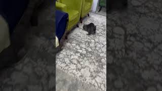 Run 🏃‍♀️ cat kitts catfunny catlover kittenkuts funnycatvideos funny cutekitt cuteanimals [upl. by Trebo320]