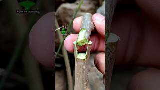 Plant grafting technique for beginners successful and satisfying usa grafting videos [upl. by Nosittam939]