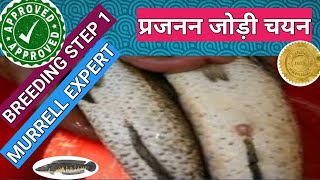 म्यूरल प्रजनन जोड़ी चयनLesson no6snake Head Murrell fish Breeding murrel breed selection [upl. by Aztiray739]