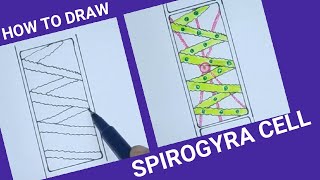 How to draw spirogyra cell easily spirogyra diagram [upl. by Lotson]