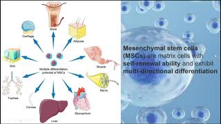 Mesenchymal stem cells andneuroregeneration in Parkinsons disease [upl. by Chappell]