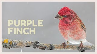 Purple finch call Beautiful purple finch song for relax [upl. by Asilanna754]