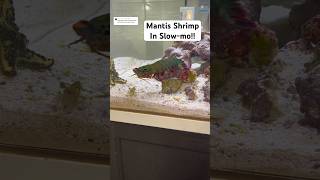 Mantis Shrimp in SLOWMO [upl. by Airual]