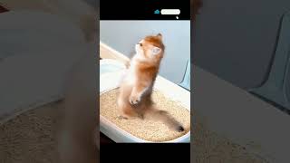 cute baby cats ☺️ cat viral youtubecats shortvideo viralvideo youtubeshorts [upl. by Kresic]