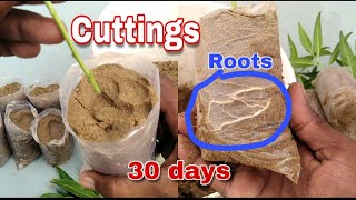 How to grow Conocarpus plants from cuttings easy to grow with update [upl. by Erdied147]