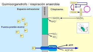 Metabolismo microbiano 04 Quimioorganotrofos anaerobios [upl. by Skvorak]