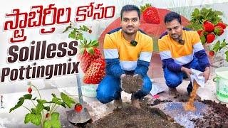 Soil less potting mix స్ట్రాబెర్రీ మొక్కలకు బాగుంటుంది OrgGardener pottingmix strawberry [upl. by Broeker]