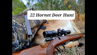 22 Hornet Deer Hunt  Fallow Deer [upl. by Joly]