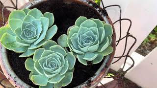 Sedum Little Missy growth update and potting Echeveria Imbricata  Leaf and Designs  Succulents [upl. by Crespi]