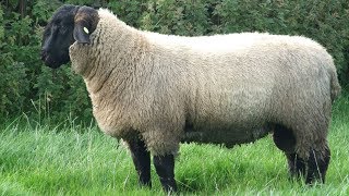 Suffolk Sheep  Large Meat Producers [upl. by Aerb]