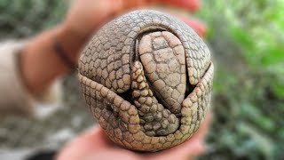 Adorable rescued armadillo curls into perfect ball [upl. by Georges969]