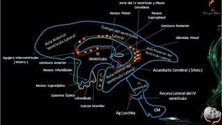 Cavidades Ventriculares y LCR  NEUROANATOMIA  GRUPO ATLAS [upl. by Lentha]