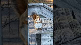 A squirrel cooling off on the air conditioner animals love shorts [upl. by Asiak]