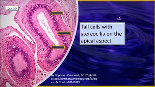 Epididymis Histology [upl. by Ier346]