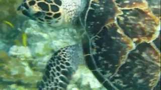 Hawksbill Turtle [upl. by Zevahc502]